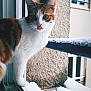 cat, snow, windowsill, licking_lips, curious, window, fur, pink_nose, outdoor, winter, animal, pet, whiskers, texture, balcony, building, daylight, closeup, mammal, domestic