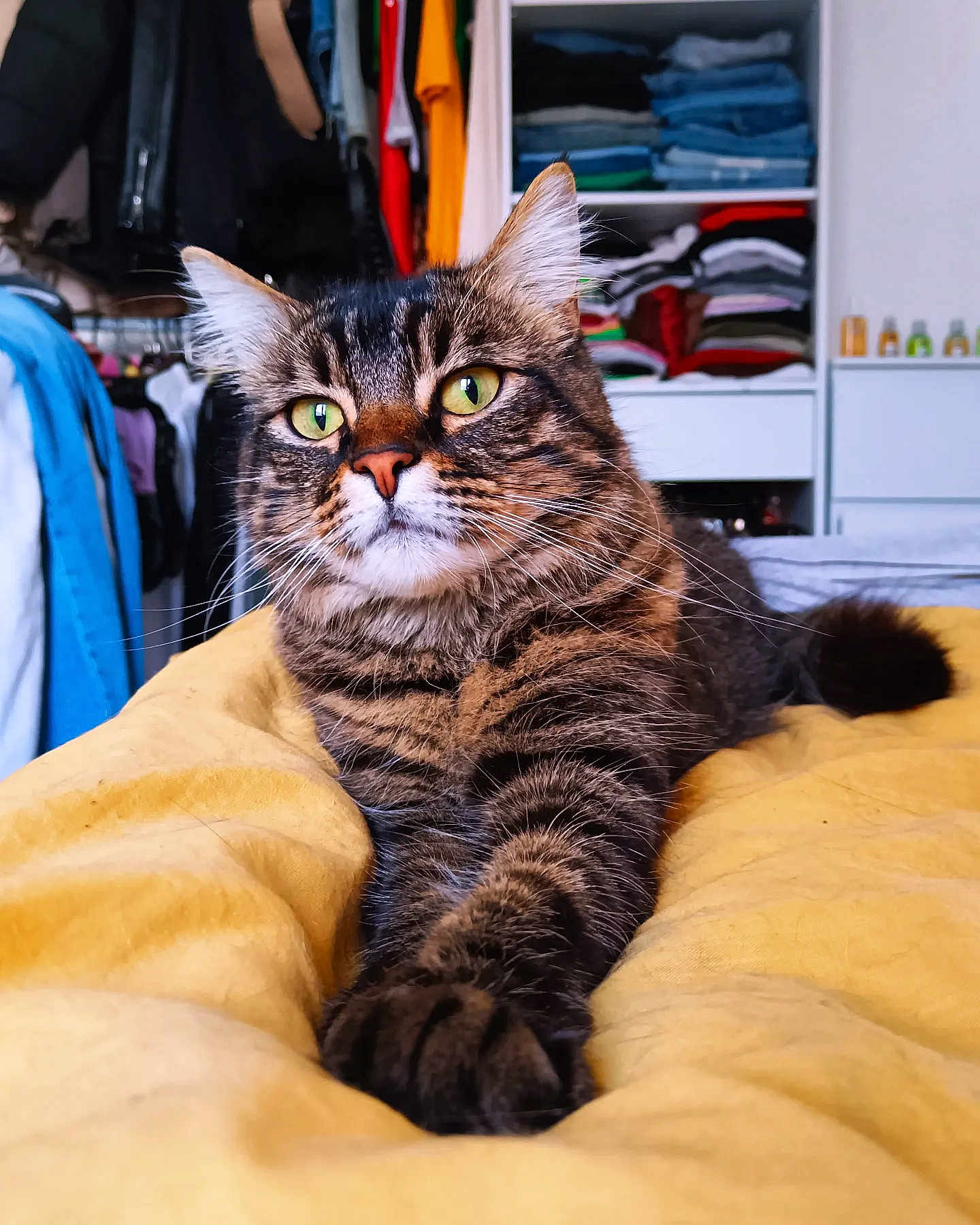 Romy