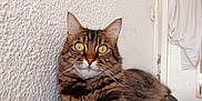 Romy participe au concours pour gagner de l'argent avec cette photo : cat, tabby_cat, indoor, couch, furniture, yellow_eyes, fur, whiskers, paw, relaxed, looking, texture, wall, domestic_animal, pet, mammal, household, resting, curious, closeup