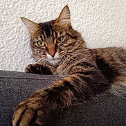 Romy participe au concours pour gagner de l'argent avec cette photo : tabby_cat, cat, pet, feline, animal, paw, whiskers, green_eyes, relaxed, indoor, sofa, couch, fur, striped, close_up, mammal, domestic_animal, resting, cute, portrait