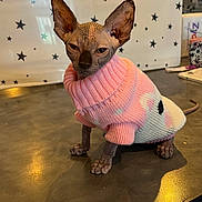 Constant Constant participe au concours pour gagner de l'argent avec cette photo : accessories, animal, bag, bird, canine, cat, chihuahua, clothing, dog, electronics, handbag, indoors, knitwear, mobilephone, person, pet, phone, puppy, sweater, whitedog