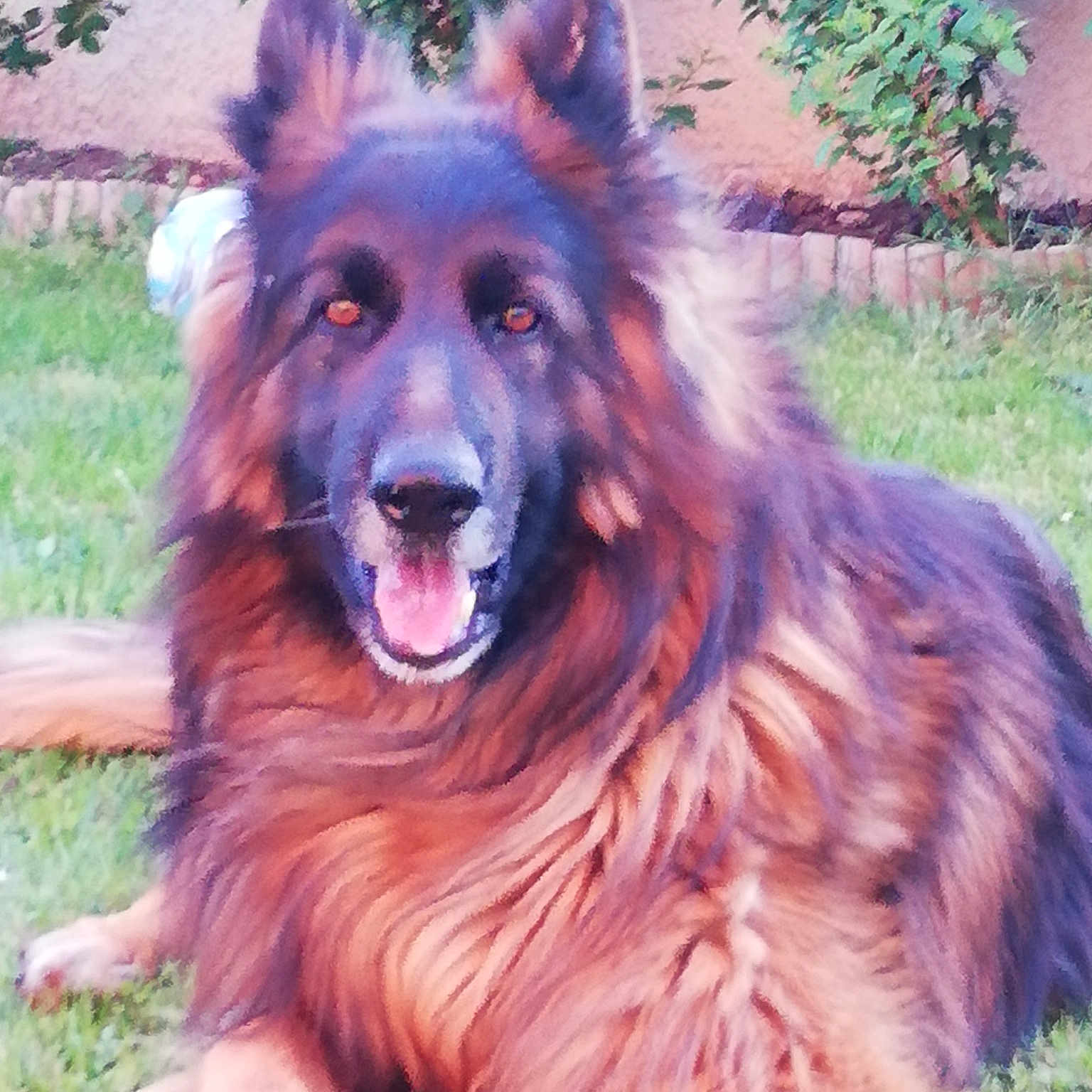 Jango
