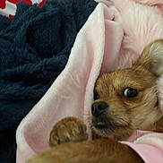 Bitty joined the competition — help win amazing prizes! dog, small_dog, blanket, pink_blanket, fur, paw, bed, cozy, cute, pet, animal, soft_texture, indoor, resting, fur_texture, closeup, looking, comfort, snuggle, sleepy