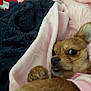 dog, small_dog, blanket, pink_blanket, fur, paw, bed, cozy, cute, pet, animal, soft_texture, indoor, resting, fur_texture, closeup, looking, comfort, snuggle, sleepy