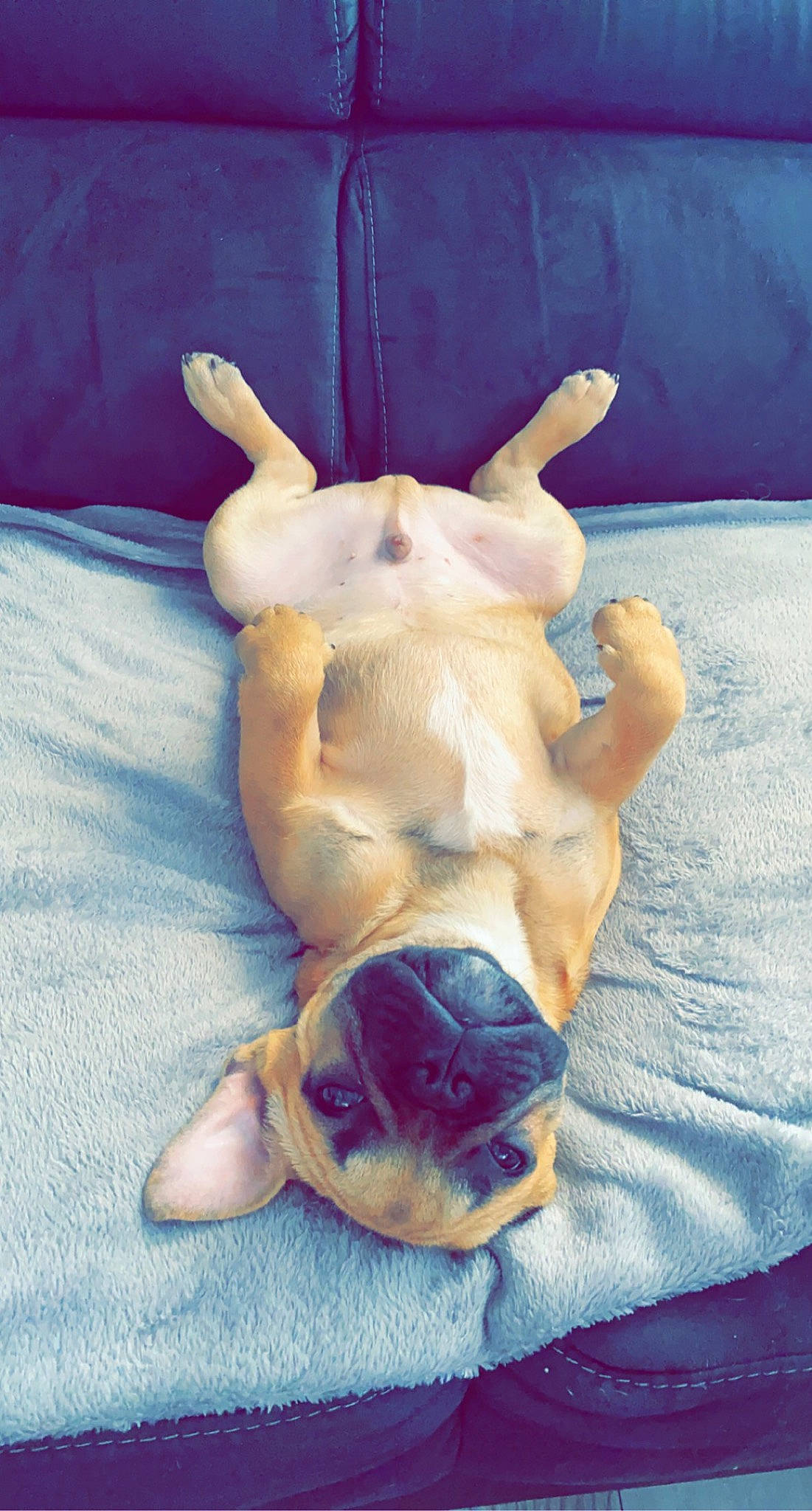 Guizmo a rejoint le concours — aidez-le/la à gagner de superbes lots ! boxer, canidae, carnivore, companion_dog, dog, dog_breed, fawn, linens, liver, molosser, non_sporting_group, paw, snout, sporting_group, toy_dog, vertebrate, working_animal, working_dog