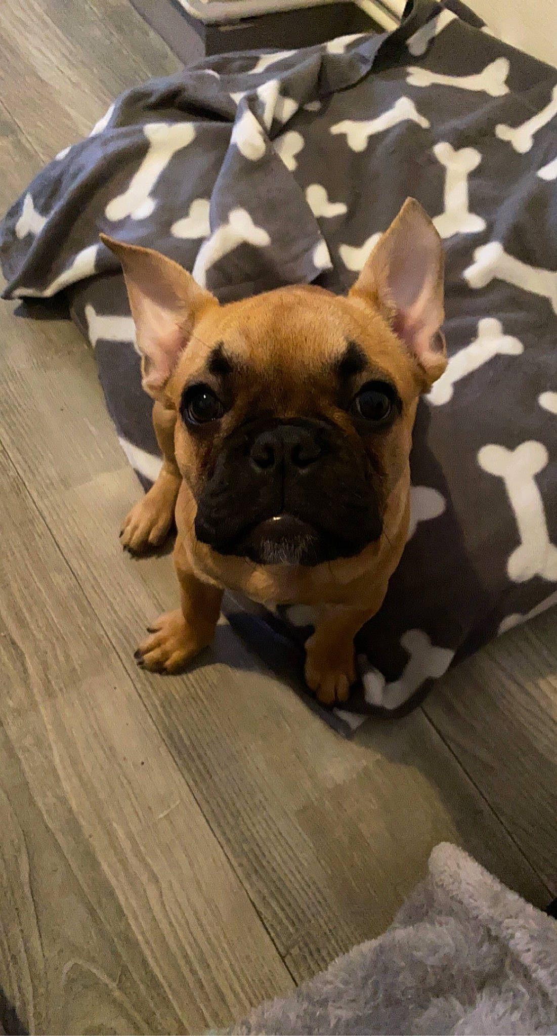 Guizmo participe au concours pour gagner de l'argent avec cette photo : canidae, carnivore, companion_dog, dog, dog_breed, dog_supply, fawn, floor, flooring, liver, mammal, non_sporting_group, pet_supply, puppy, snout, sporting_group, toy_dog, wood_flooring, wood_stain, working_animal