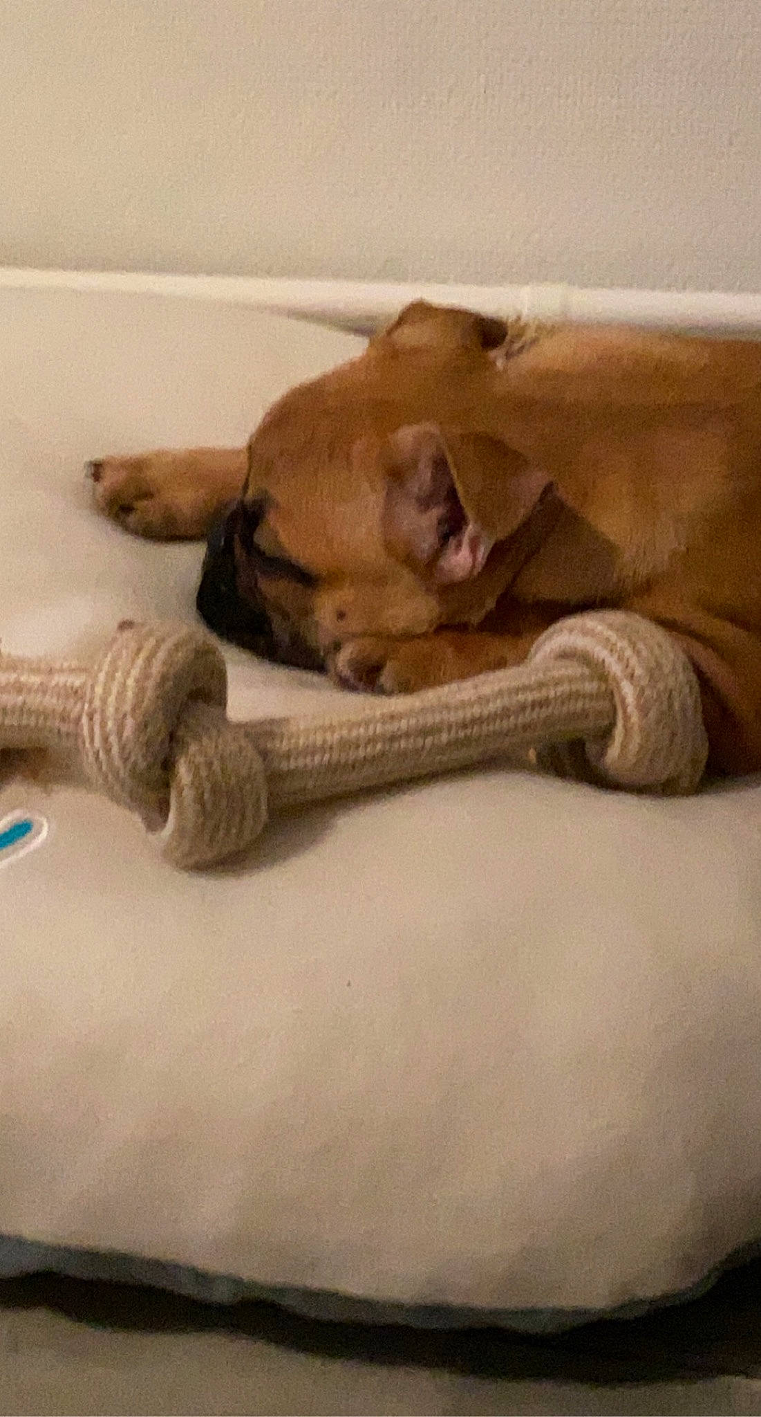 Guizmo a rejoint le concours — aidez-le/la à gagner de superbes lots ! beige, canidae, carnivore, comfort, companion_dog, dog, dog_bed, dog_breed, dog_supply, fawn, nap, paw, pet_supply, puppy, sleep, snout, tan, terrestrial_animal, working_animal, working_dog