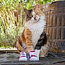 cat, calico_cat, sneakers, shoes, outdoor, greenery, plants, fence, curious, pet, animal, fluffy, garden, nature, paws, footwear, cute, sitting, daylight, closeup