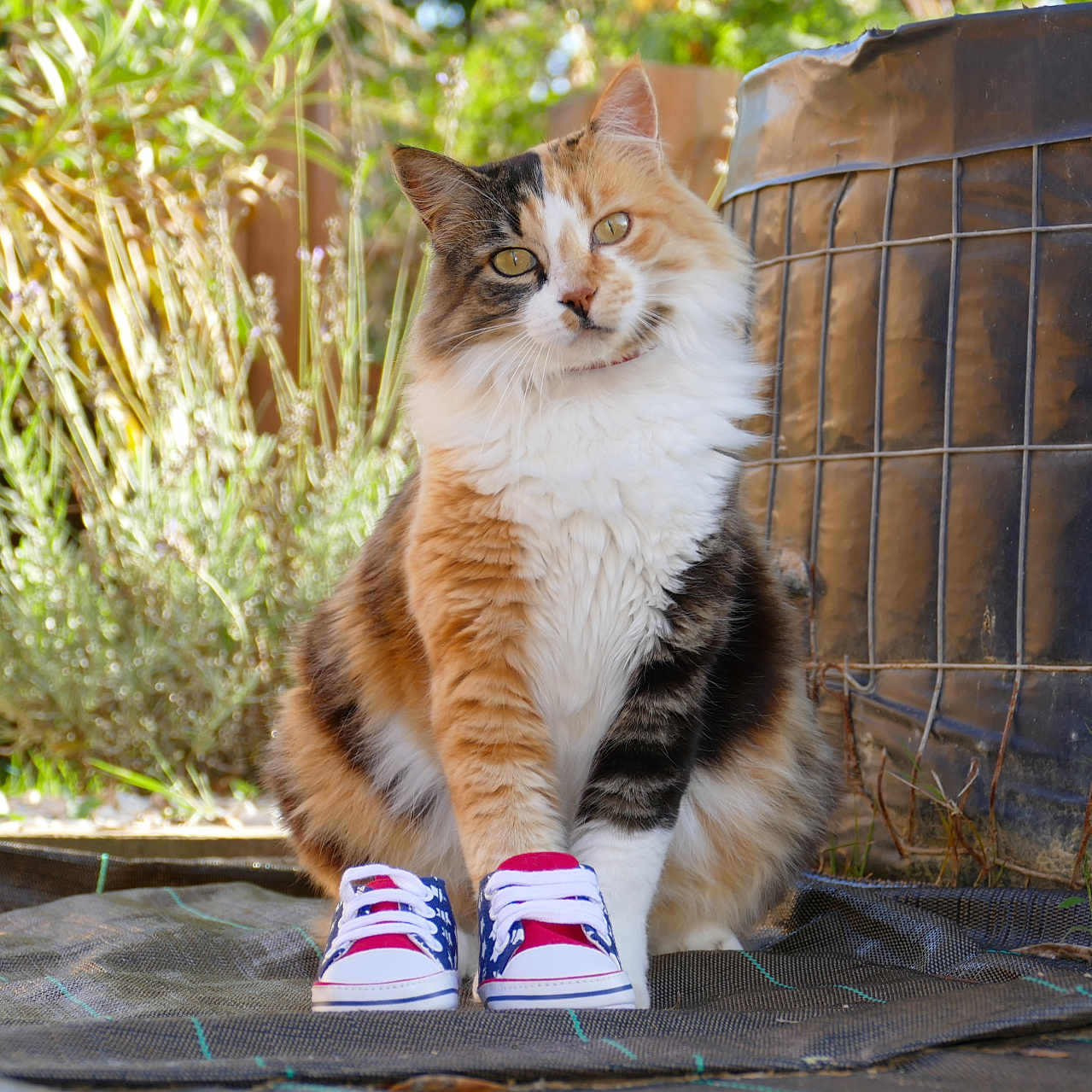 Mimi
