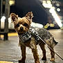 dog, small_dog, yorkshire_terrier, pet, animal, leash, harness, night, bokeh, urban, sidewalk, curb, ears_up, fur, canine, standing, street, outdoor, close_up, alert