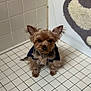 dog, small_dog, yorkshire_terrier, pet, animal, fur, ears, eyes, floor, tile_floor, bathroom, bath_mat, heart_shape, cozy, indoor, cute, sitting, looking_up, wearing_clothes, companion