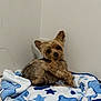 dog, small_dog, yorkshire_terrier, pet, blanket, blue_blanket, white_blanket, stars, teddy_bear_pattern, cozy, indoor, wall, corner, fur, cute, animal, companion, relaxing, bed, resting