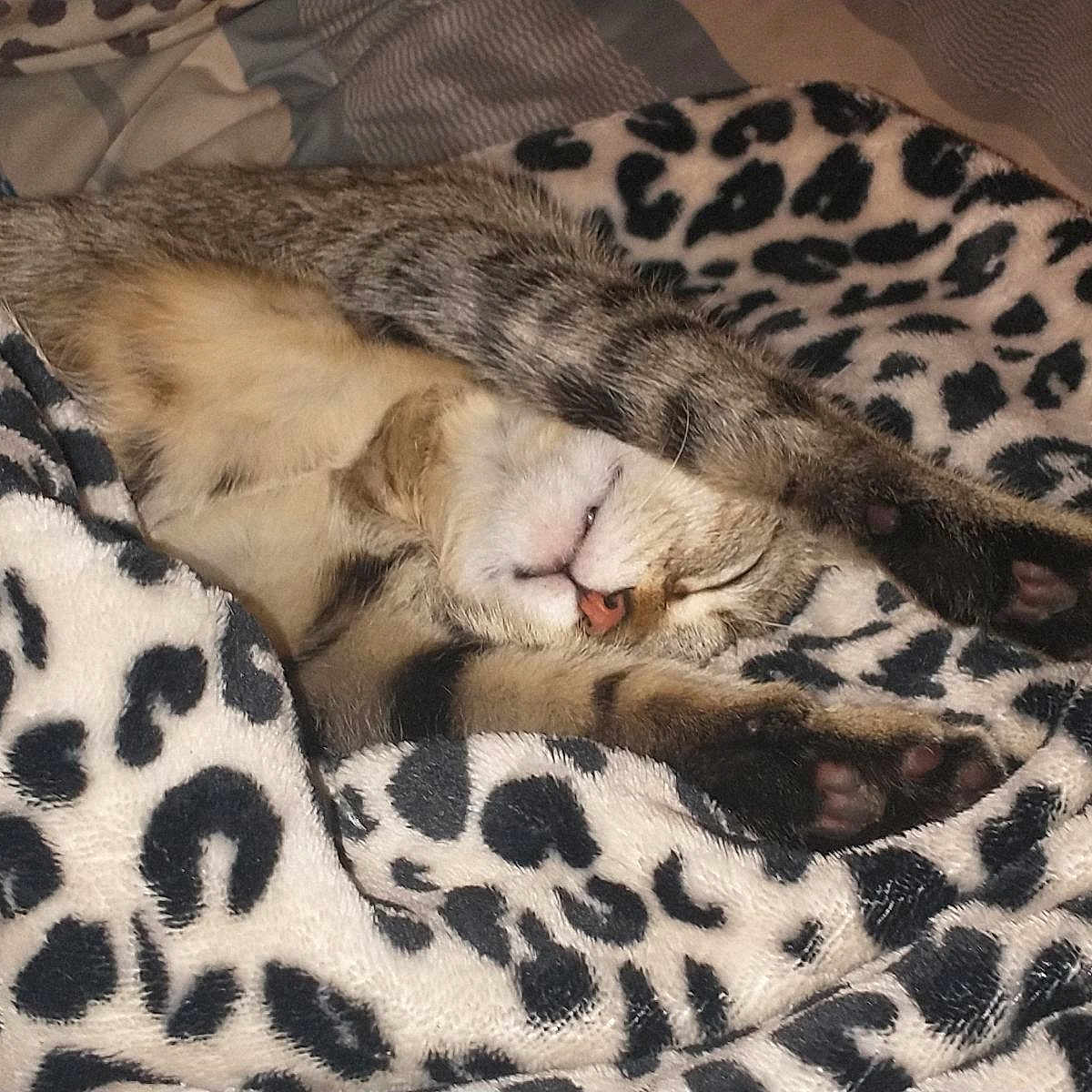 Meow Meow