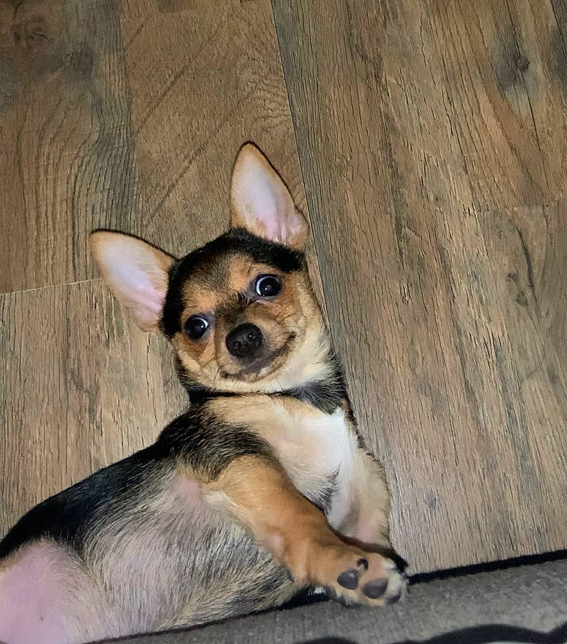 Binkee is registered to the contest to win money with this photo: canidae, carnivore, chihuahua, companion_dog, corgi_chihuahua, dog, dog_breed, fawn, fur, hardwood, paw, puppy, russkiy_toy, sitting, terrestrial_animal, toy_dog, whiskers, wood, working_animal