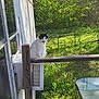 air_conditioner, animal, backyard, black_and_white_cat, cat, curious_cat, daylight, fence, glass_table, grass, greenery, nature, outdoor, peaceful, pet, sunlight, trailer, trees, wood, wooden_railing