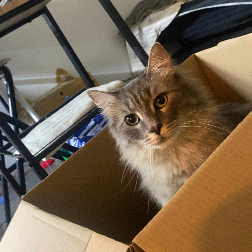 Stitch participe au concours pour gagner de l'argent avec cette photo : animal, architecture, box, building, cardboard, carton, cat, diningroom, diningtable, furniture, housing, indoors, interiordesign, kitten, manx, pet, plywood, room, table, wood