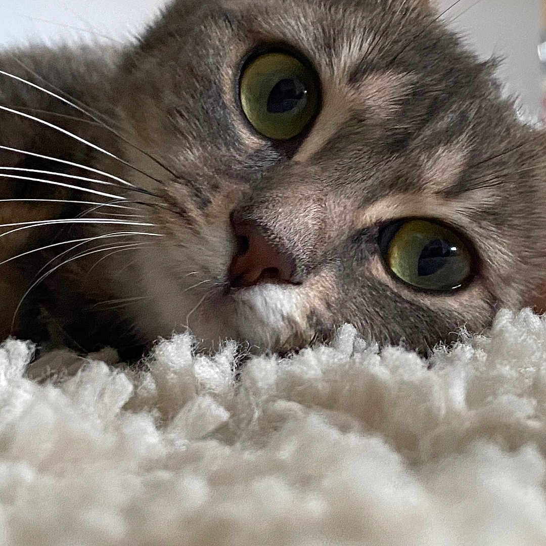 Seïka participe au concours pour gagner de l'argent avec cette photo : animal, carpet, cat, close_up, curious, cute, domestic_cat, ear, face, fluffy, fur, green_eyes, home, indoor, laying_down, nose, pet, relaxed, soft_texture, whiskers