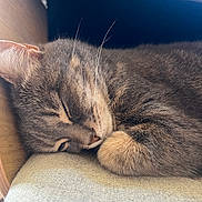 Seïka participe au concours pour gagner de l'argent avec cette photo : cat, sleeping, tabby, fur, whiskers, close_up, cozy, nap, pet, animal, soft_texture, indoor, resting, cute, feline, warm, peaceful, relaxed, paw, blanket