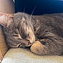 cat, sleeping, tabby, fur, whiskers, close_up, cozy, nap, pet, animal, soft_texture, indoor, resting, cute, feline, warm, peaceful, relaxed, paw, blanket