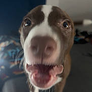 Copper joined the competition — help win amazing prizes! animal, background, bed, blanket, blur, brown_and_white, canine, close_up, dog, excited, eyes, fur, indoor, mouth_open, nose, pet, room, standing, tongue, whiskers