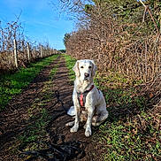 Una a rejoint le concours — aidez-le/la à gagner de superbes lots ! adventure, animal, blue_sky, bushes, canine, daytime, dirt_path, dog, fur, golden_retriever, grass, leash, mud, nature, outdoor, pet, sitting, sunlight, trees, walk