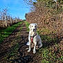adventure, animal, blue_sky, bushes, canine, daytime, dirt_path, dog, fur, golden_retriever, grass, leash, mud, nature, outdoor, pet, sitting, sunlight, trees, walk