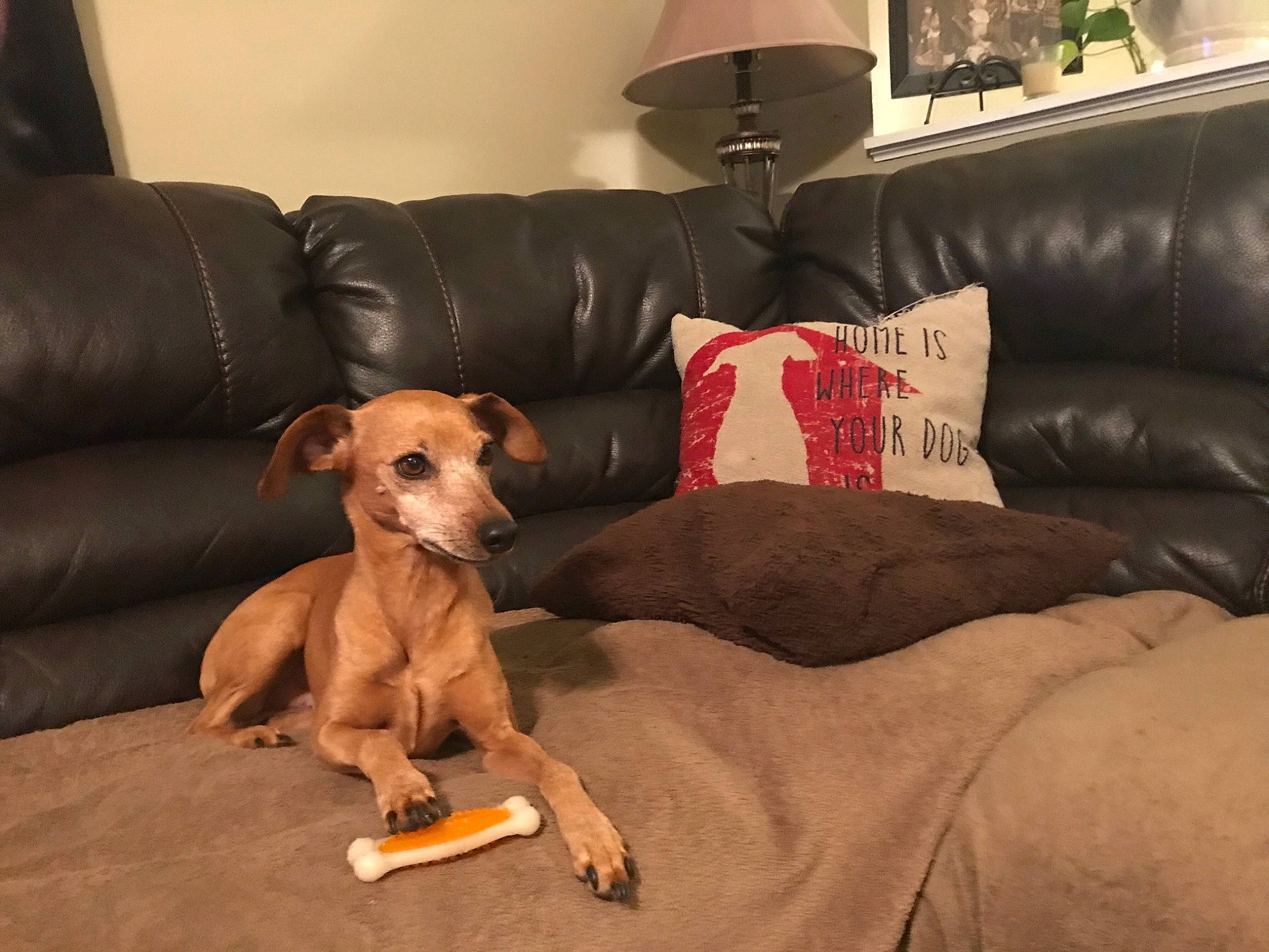 Mr. Benson is registered to the contest to win money with this photo: carnivore, comfort, companion_dog, couch, dog, dog_breed, dog_supply, fawn, flooring, furniture, lamp, liver, living_room, pillow, snout, sofa_bed, sporting_group, studio_couch, wood, working_animal