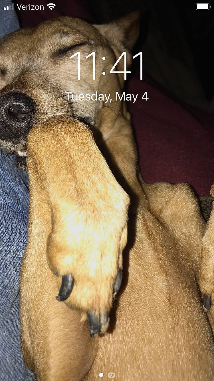 Mr. Benson is registered to the contest to win money with this photo: canidae, carnivore, companion_dog, dog, dog_breed, dog_supply, fawn, font, fur, liver, mammal, paw, photo_caption, puppy, snout, sporting_group, terrestrial_animal, vertebrate, whiskers, working_animal