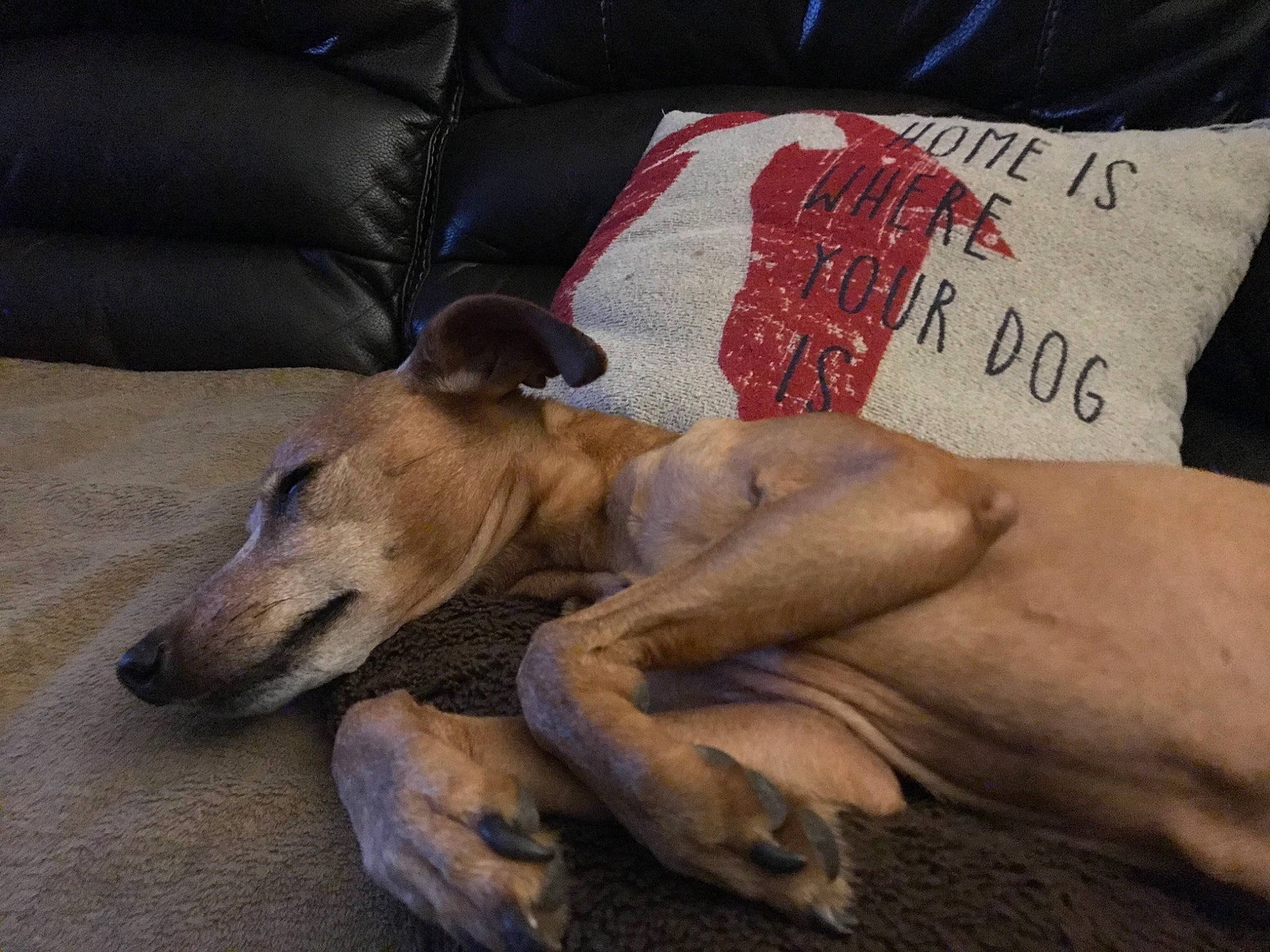 Mr. Benson joined the competition — help win amazing prizes! canidae, carnivore, comfort, companion_dog, dog, dog_breed, fawn, handwriting, linens, mammal, nap, paw, sighthound, sleeper_chair, sporting_group, terrestrial_animal, wood