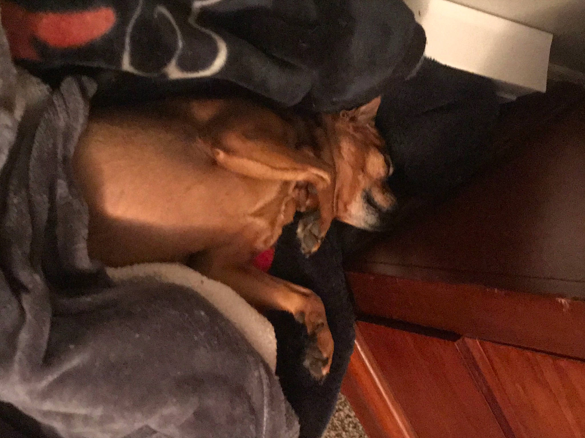 Cleopatra joined the competition — help win amazing prizes! arm, black_hair, carnivore, comfort, companion_dog, dog, dog_breed, dress, eyebrow, fawn, felidae, gesture, human_body, human_leg, jaw, leg, neck, small_to_medium_sized_cats, whiskers, wood