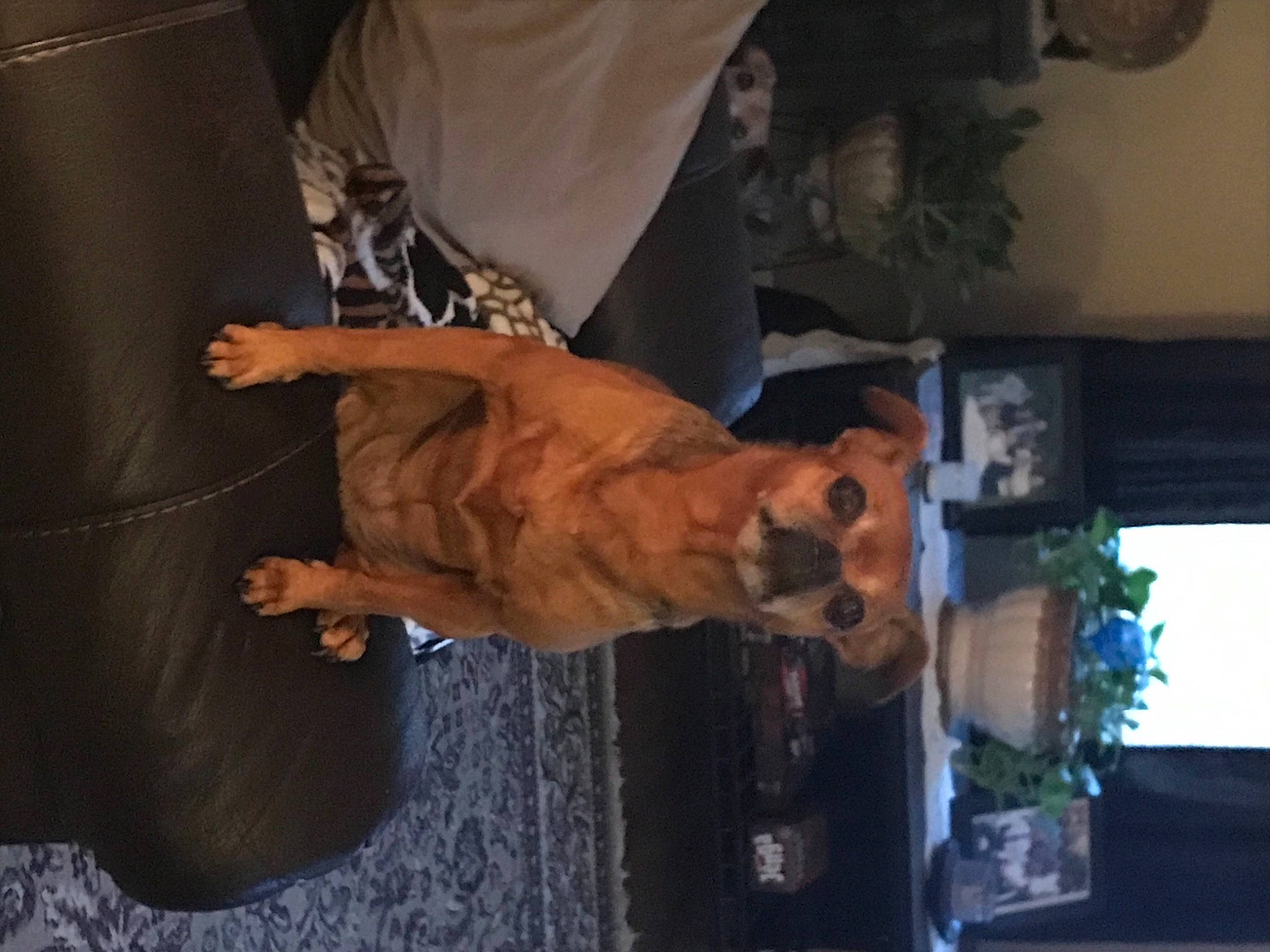 Cleopatra is registered to the contest to win money with this photo: canidae, carnivore, dog_breed, fawn, felidae, fur, hat, houseplant, leather, plant, sleeve, sporting_group, wood, wrist