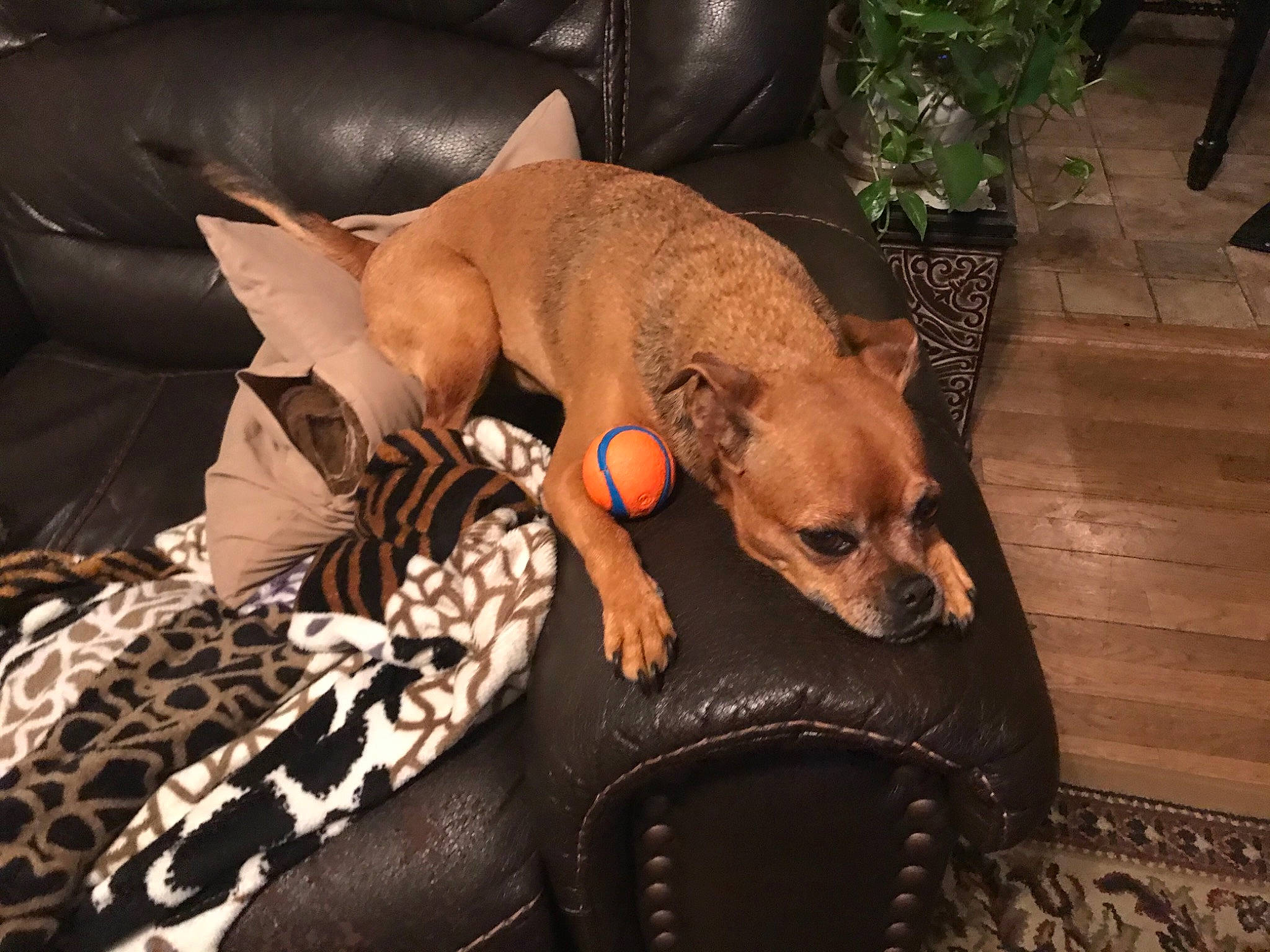 Cleopatra is registered to the contest to win money with this photo: carnivore, chihuahua, comfort, companion_dog, couch, dog, dog_breed, fawn, felidae, flowerpot, houseplant, plant, snout, sporting_group, tail, terrestrial_animal, toy, toy_dog, whiskers, working_animal