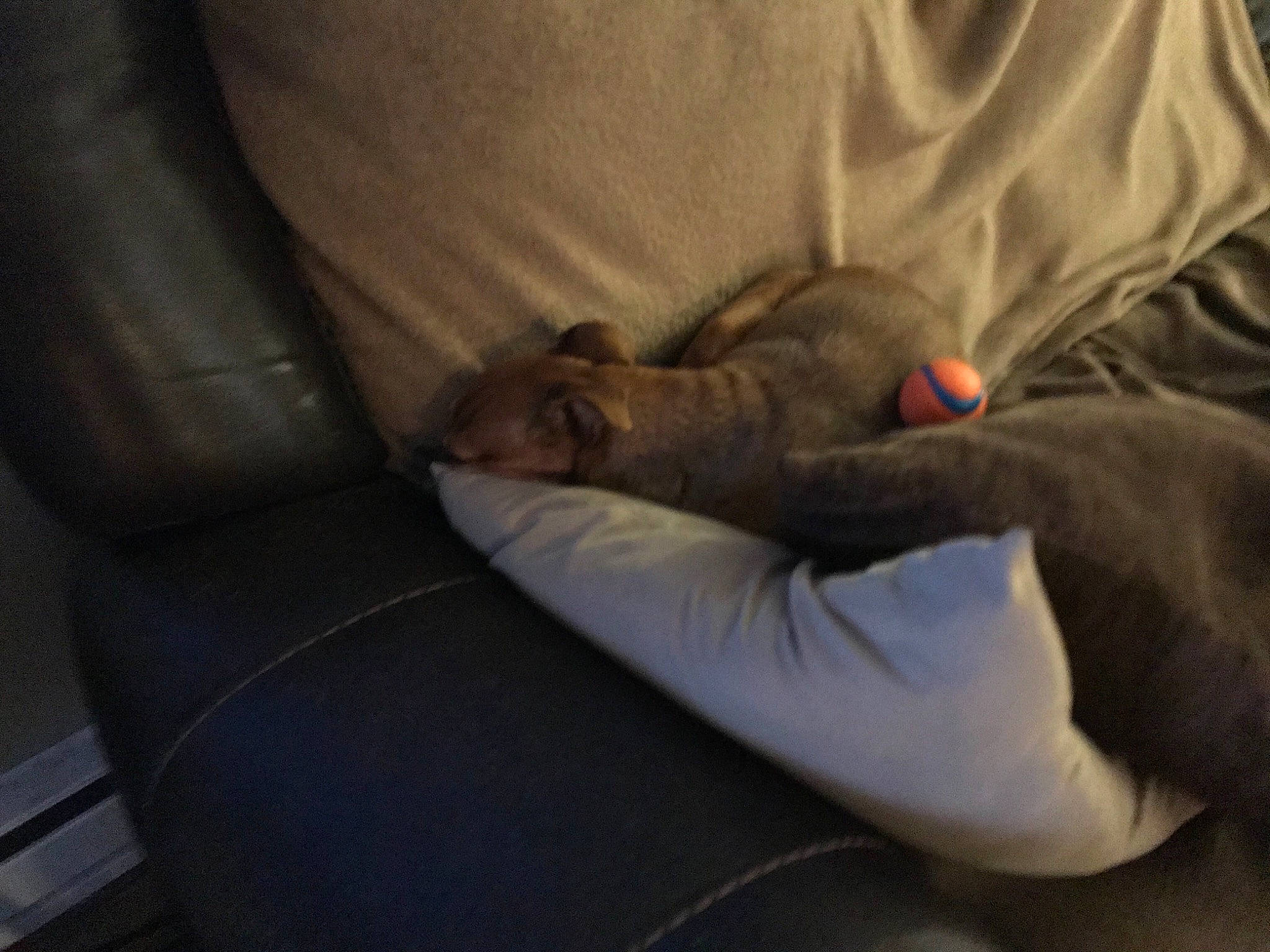 Cleopatra joined the competition — help win amazing prizes! bed_sheet, bedding, canidae, carnivore, cloud, comfort, companion_dog, dog_breed, fawn, felidae, fur, grey, human_leg, linens, nap, room, small_to_medium_sized_cats, sporting_group, tints_and_shades, whiskers