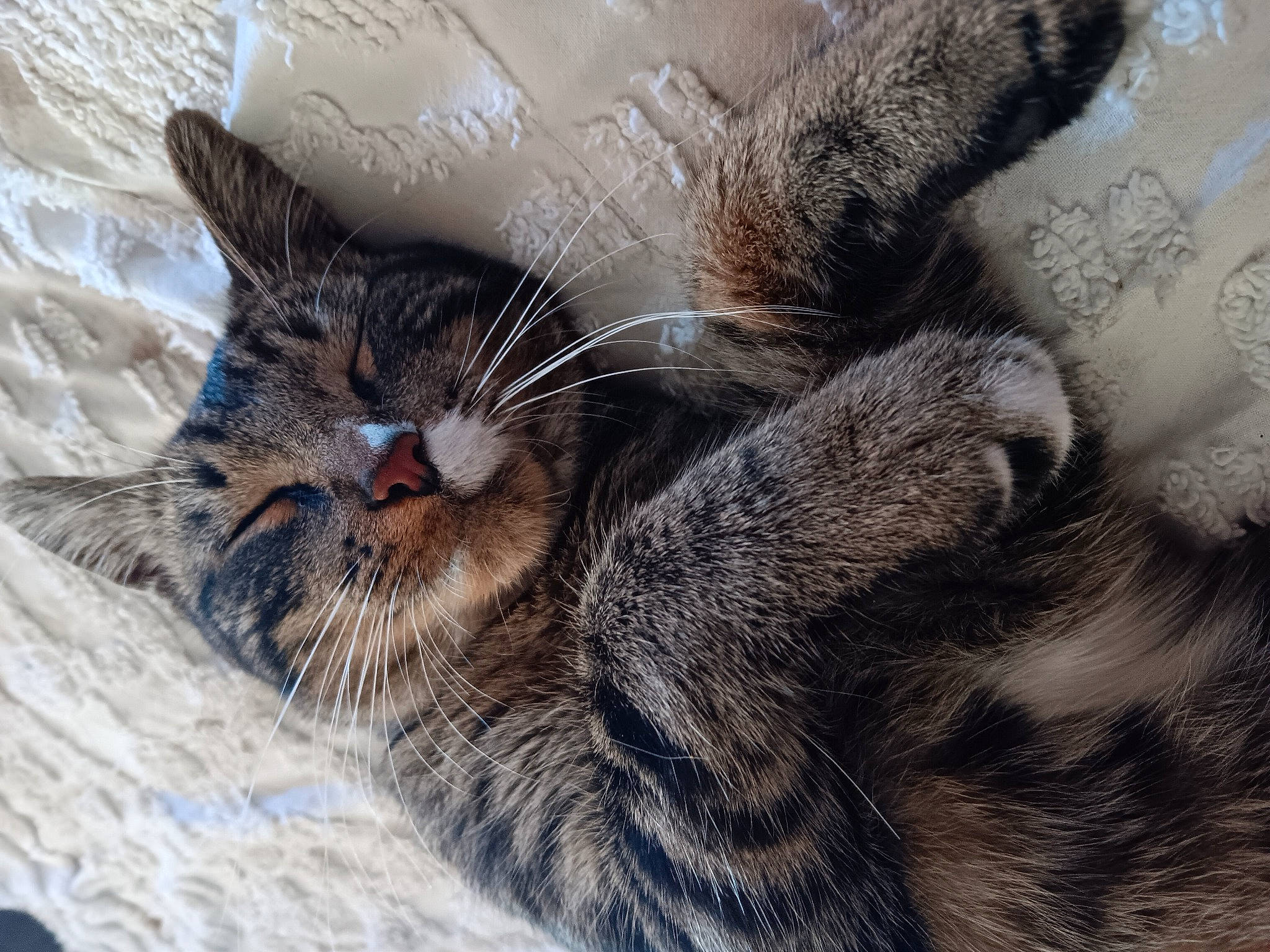 Charlie is registered to the contest to win money with this photo: carnivore, cat, claw, comfort, domestic_short_haired_cat, felidae, fur, gesture, grey, nap, paw, sleep, small_to_medium_sized_cats, tail, terrestrial_animal, tree, whiskers, wildlife