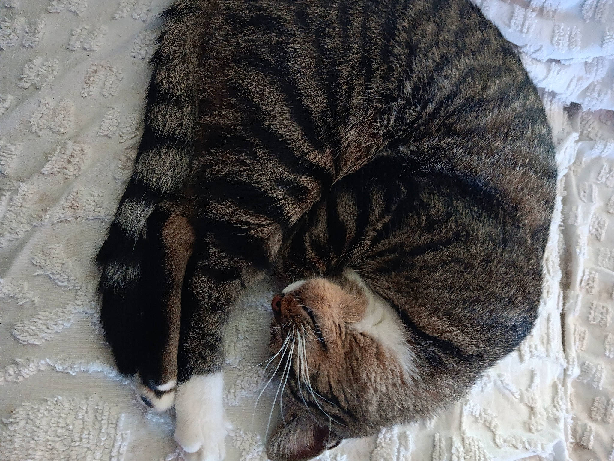 Charlie is registered to the contest to win money with this photo: carnivore, cat, cat_bed, cat_supply, claw, comfort, domestic_short_haired_cat, fawn, felidae, fur, nap, paw, sleep, small_to_medium_sized_cats, snout, tail, terrestrial_animal, whiskers, wrinkle