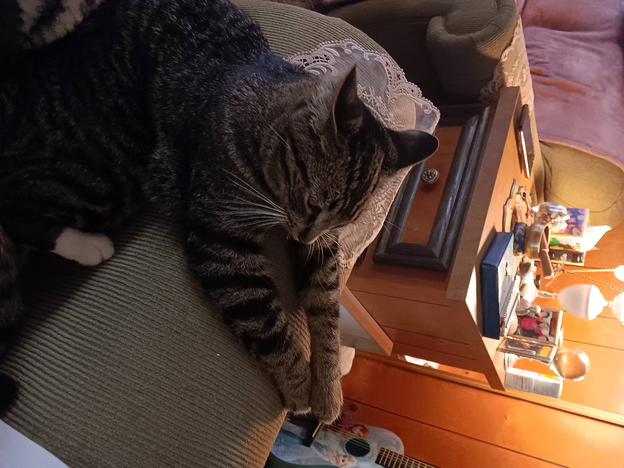 Charlie joined the competition — help win amazing prizes! carnivore, cat, claw, comfort, domestic_short_haired_cat, felidae, fur, nap, paw, small_to_medium_sized_cats, snout, tail, terrestrial_animal, vehicle_door, whiskers, window, wood