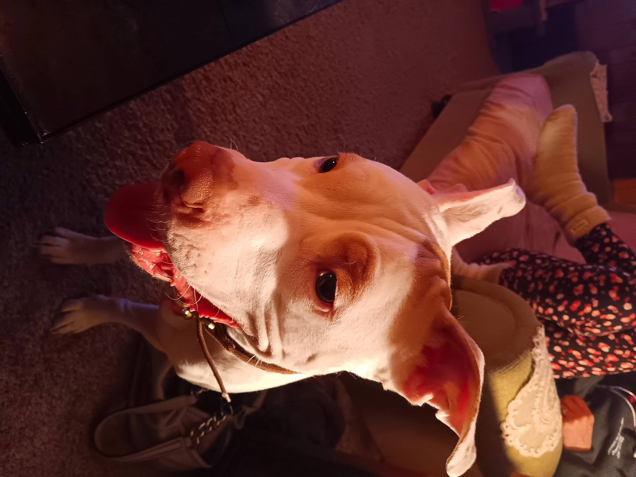 Adonis is registered to the contest to win money with this photo: art, canidae, carmine, carnivore, dog_breed, ear, event, eyelash, fang, fawn, felidae, fictional_character, flesh, fur, jaw, nose, snout, sporting_group, whiskers, working_animal