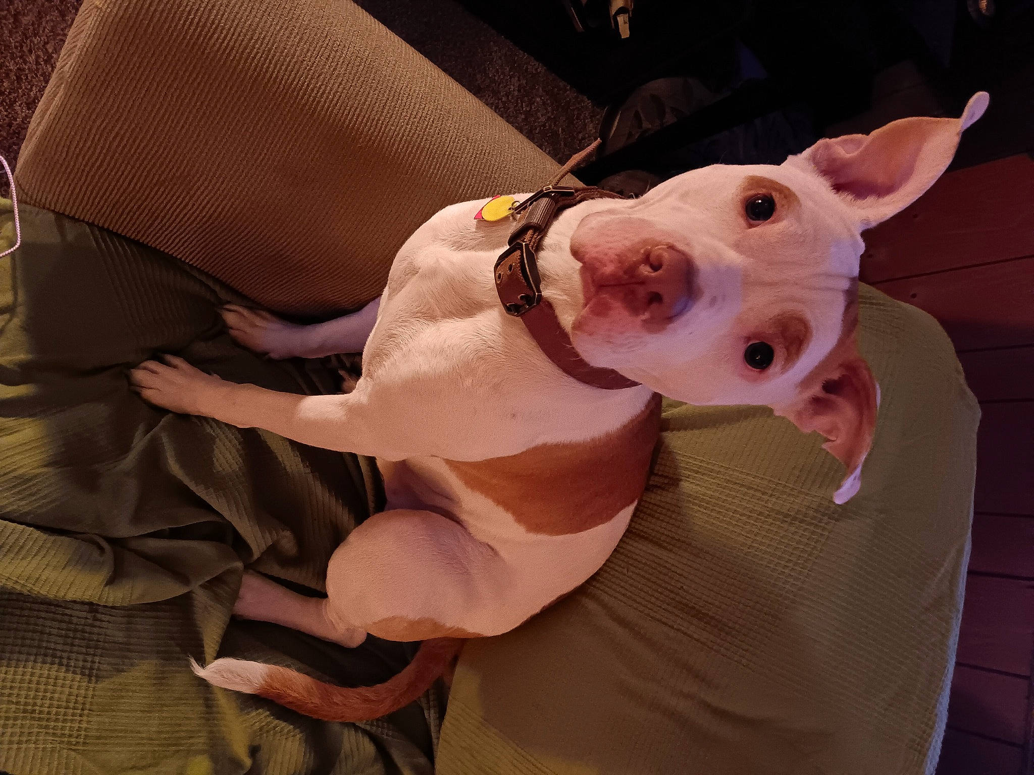 Adonis joined the competition — help win amazing prizes! canidae, carnivore, collar, comfort, companion_dog, costume, dog, dog_breed, dog_clothes, dog_supply, ear, fawn, fur, sleeve, snout, sporting_group, stuffed_toy, tail, whiskers, working_animal