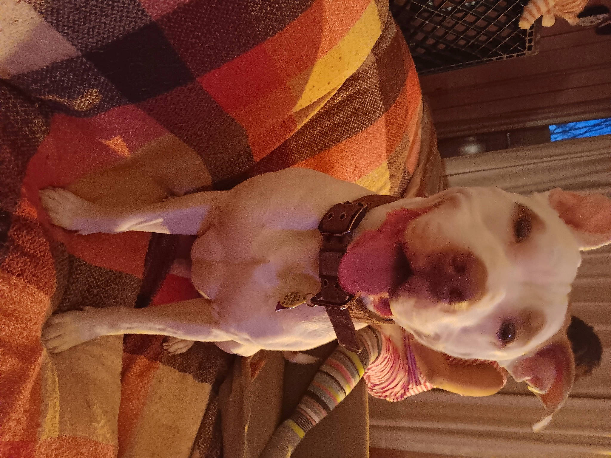 Adonis is registered to the contest to win money with this photo: abdomen, bone, child, companion_dog, dog, dog_breed, eyewear, fawn, felidae, flesh, fun, fur, happy, human_body, pattern, plaid, tartan, whiskers, wood