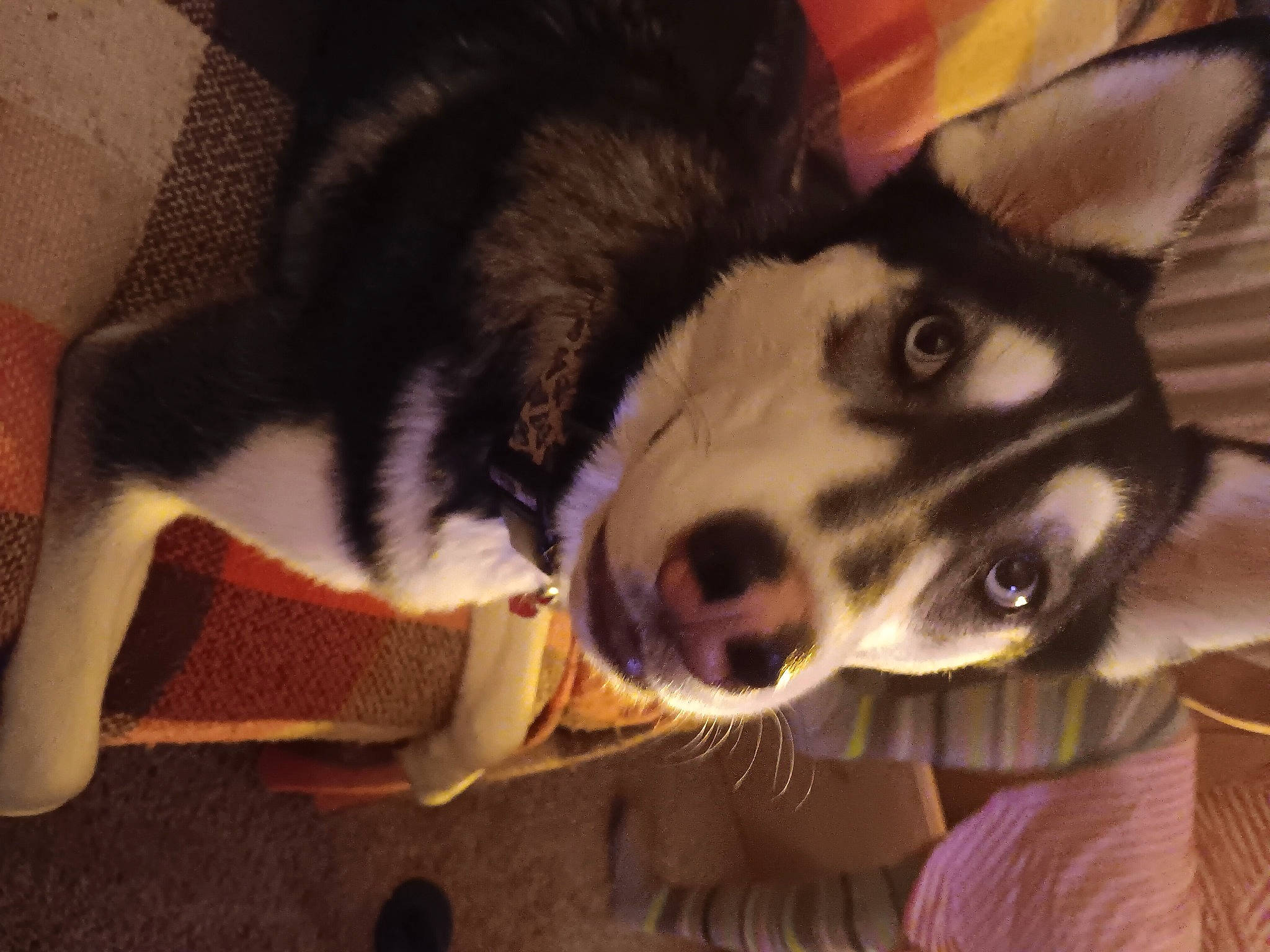 Zara is registered to the contest to win money with this photo: canidae, carnivore, collar, companion_dog, dog, dog_breed, ear, fur, non_sporting_group, snout, sporting_group, whiskers, working_animal, working_dog