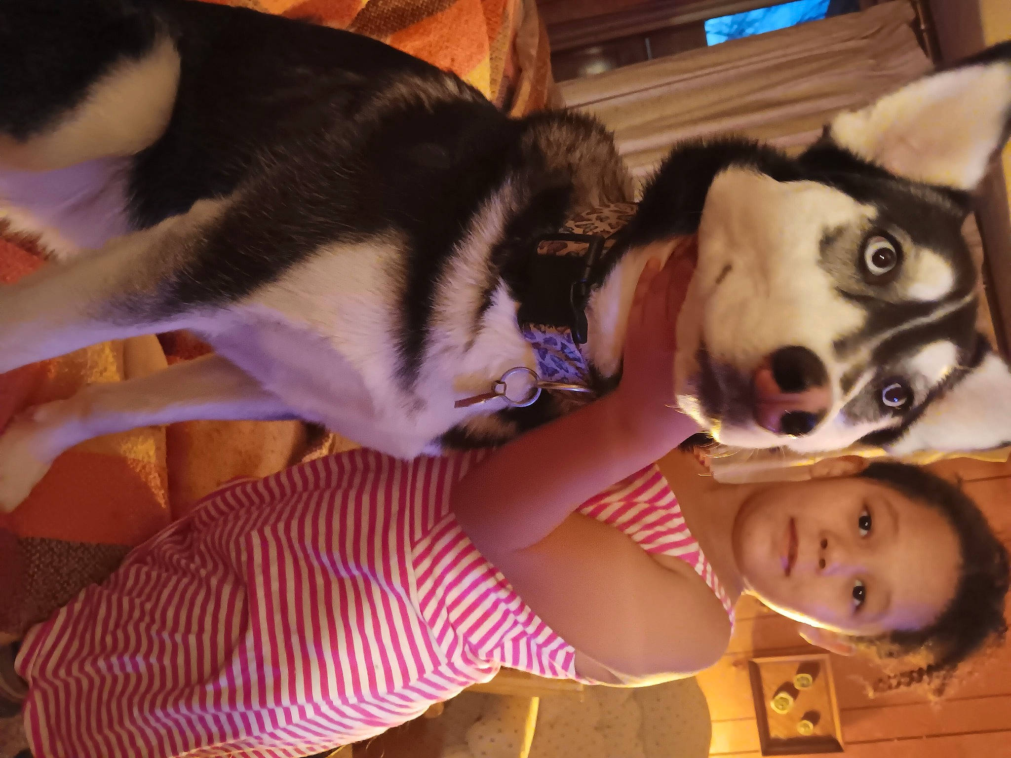 Zara is registered to the contest to win money with this photo: canidae, carnivore, child, companion_dog, dog, dog_breed, fawn, felidae, fun, fur, happy, lap, picture_frame, selfie, small_to_medium_sized_cats, smile, sporting_group, tail, toy, whiskers