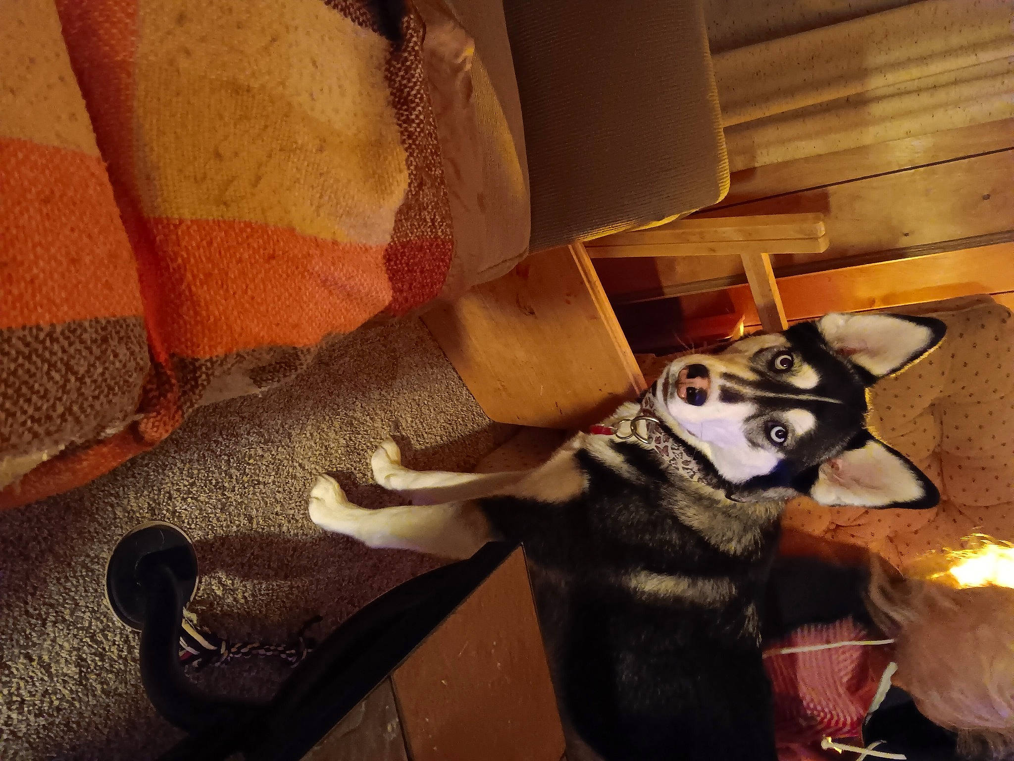 Zara joined the competition — help win amazing prizes! carnivore, cloud, comfort, companion_dog, cool, dog, dog_breed, fawn, felidae, floor, flooring, fur, hardwood, room, shoe, snout, tints_and_shades, whiskers, wood, working_animal