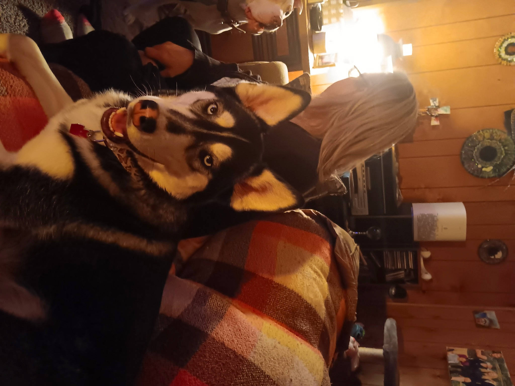 Zara is registered to the contest to win money with this photo: carmine, companion_dog, eyewear, felidae, flesh, flooring, fun, fur, helmet, human_leg, pattern, personal_protective_equipment, plaid, room, selfie, sports_gear, sunglasses, t_shirt, tattoo, wood