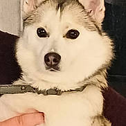 Mychka participe au concours pour gagner de l'argent avec cette photo : animal, background, closeup, collar, dog, ears, eyes, face, fingers, fur, gallery, hand, husky, indoor, nose, pet, phone_screenshot, portrait, technology, text_overlay