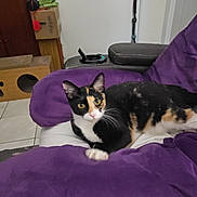 Jinx joined the competition — help win amazing prizes! animal, calico_cat, cat, cat_house, chair, cozy, curious, domestic_cat, furniture, home, indoor, living_room, pet, purple_cushion, relaxed, resting, tile_floor, whiskers, wooden_furniture, yellow_eyes