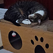 Ultron is registered to the contest to win money with this photo: animal, cardboard, cat, cat_house, cozy, curled_up, cute, feline, floor, fur, indoor, paw_print, pet, relaxing, resting, sleeping, tabby, tile, toy, whiskers