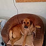 dog, brown_dog, armchair, indoor, pet, relaxed, canine, furniture, seated, paw, looking_at_camera, cozy, wall, wood_panel, cable, carpet, domestic, companion, animal, resting