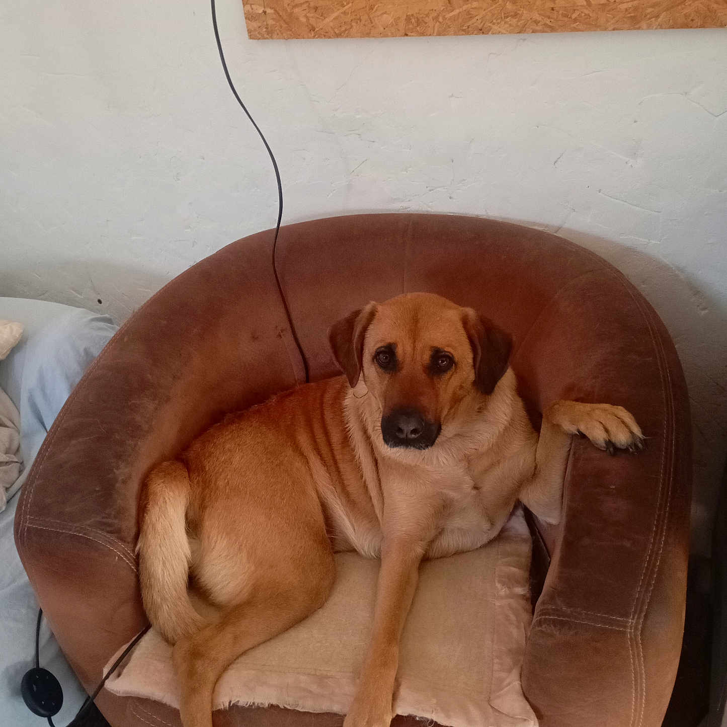Kissie a rejoint le concours — aidez-le/la à gagner de superbes lots ! dog, brown_dog, armchair, indoor, pet, relaxed, canine, furniture, seated, paw, looking_at_camera, cozy, wall, wood_panel, cable, carpet, domestic, companion, animal, resting