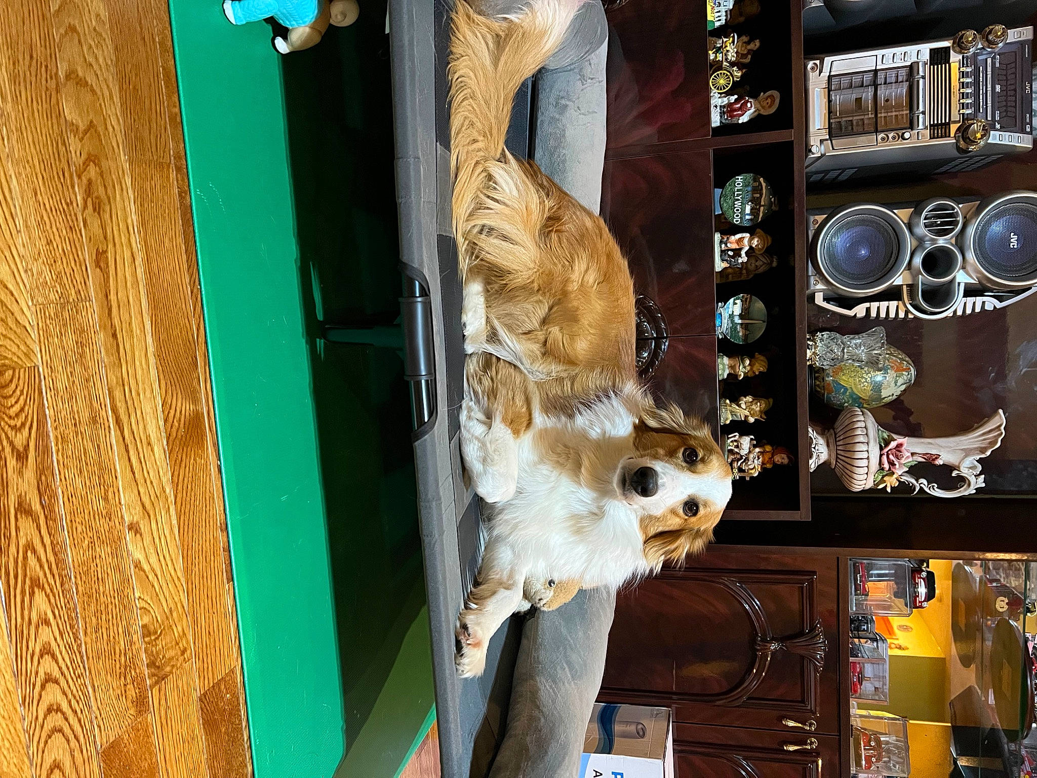 Chin Chin joined the competition — help win amazing prizes! art, audio_equipment, carnivore, collection, companion_dog, door, eyewear, fawn, felidae, fur, metal, pattern, rectangle, room, small_to_medium_sized_cats, sporting_group, toy, visual_arts, whiskers, wood