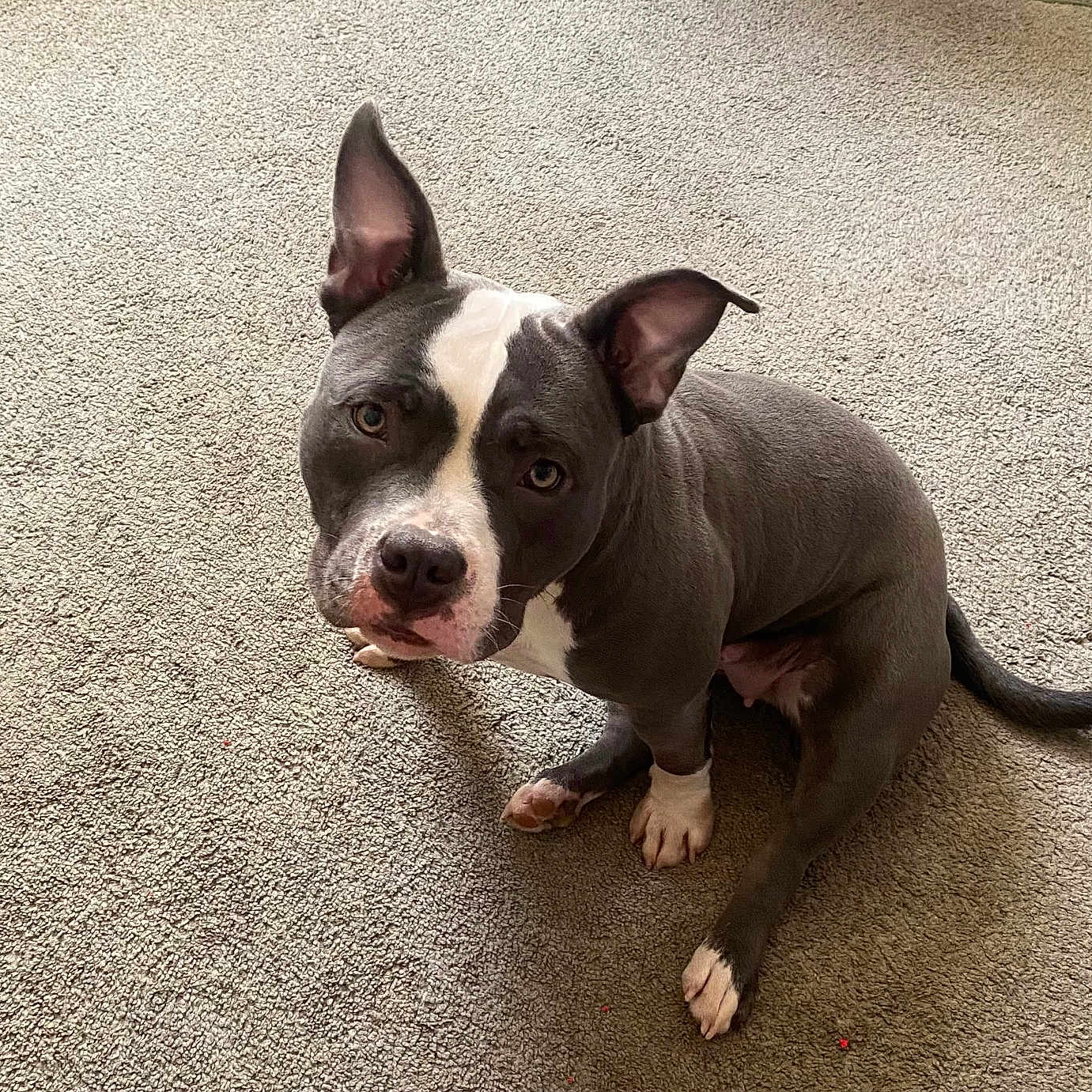 Zuma joined the competition — help win amazing prizes! attentive, carpet, close_up, companion, dog, domestic_animal, ears_up, gaze, gray_coat, home_interior, indoor, looking_up, muzzle, paws, pet, pitbull, portrait, sitting, tail, white_markings